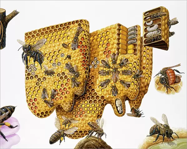 Honey bees, (Apis mellifera) honeycomb and life cycle, expanded cross-section and insets