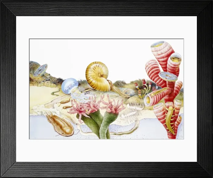 Framed Print : Marine life on beach and underwater