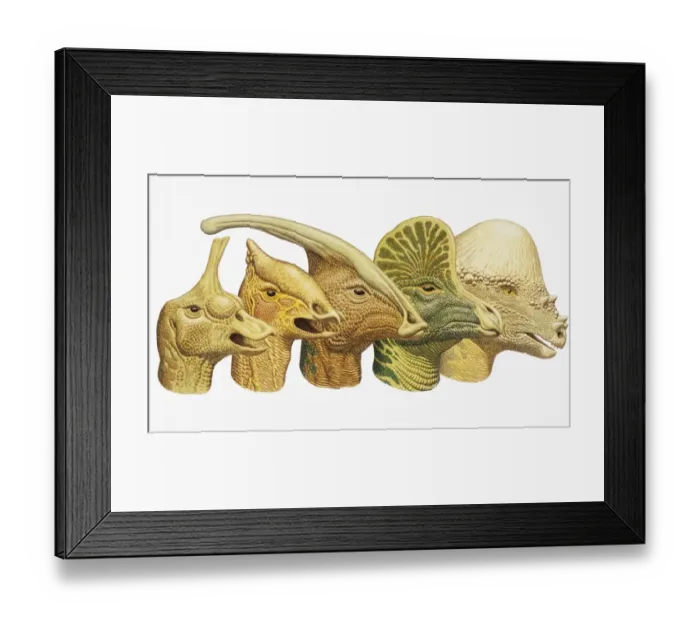 Framed Print : Row of five dinosaur heads Framed Print : Row of five dinosaur heads
