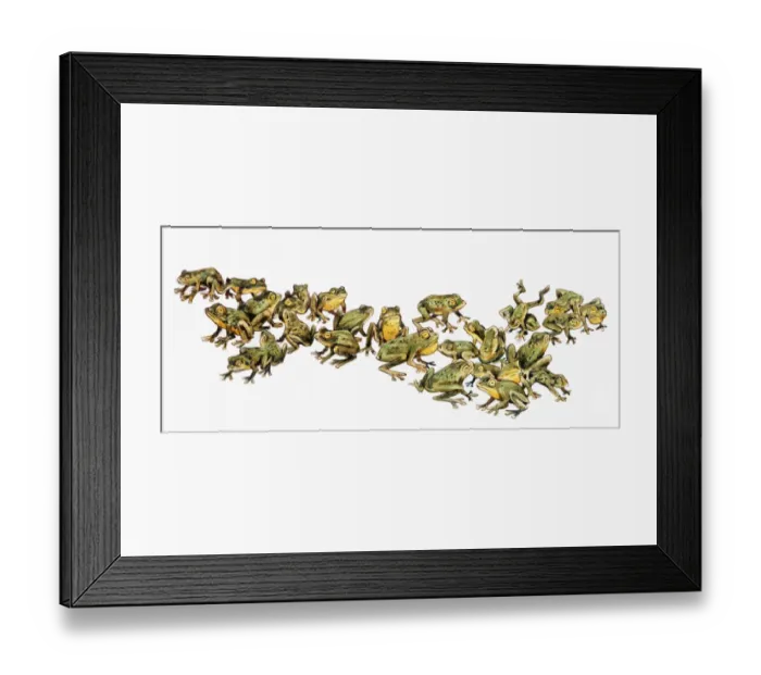 Framed Print : Large adult group of frogs, with green and yellow skin Framed Print : Large adult group of frogs, with green and yellow skin