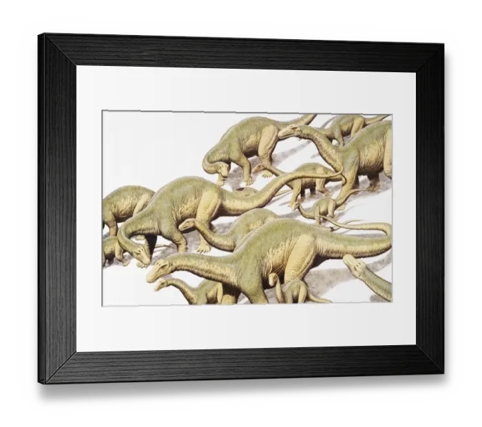 Framed Print : Diplodocus, herd of dinosaurs Framed Print : Diplodocus, herd of dinosaurs
