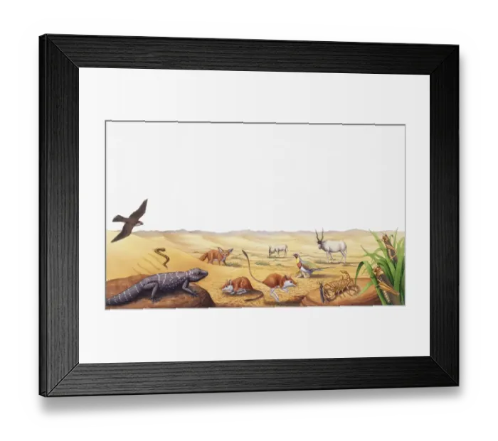 Framed Print : Selection of desert wildlife Framed Print : Selection of desert wildlife