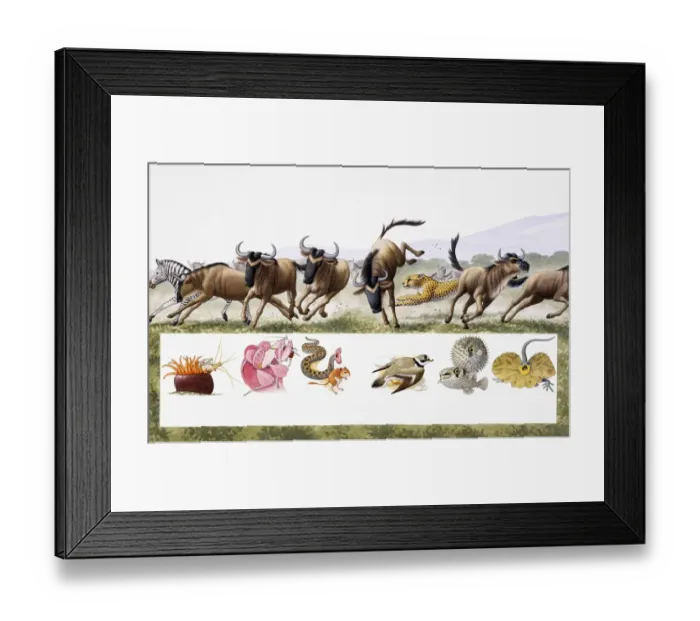 Framed Print : Cheetah hunting Wildebeast on African grassland Framed Print : Cheetah hunting Wildebeast on African grassland