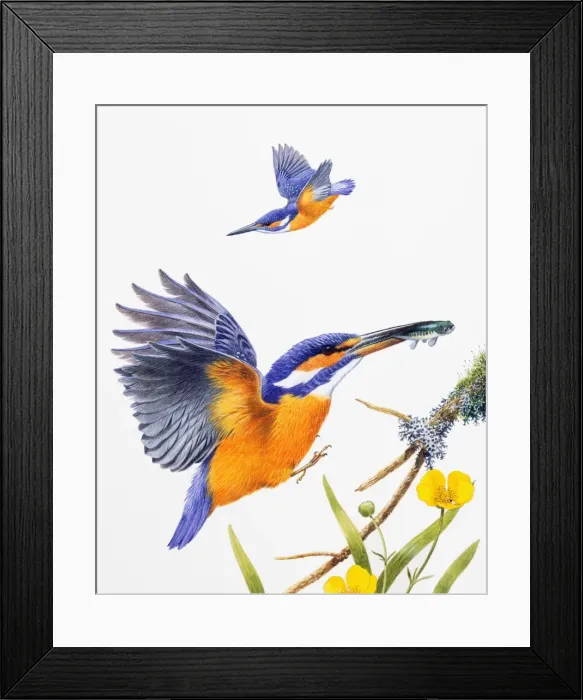 Framed Print : Kingfisher (Alcedo atthis), male, preparing to land with fish in bill, and in flight Framed Print : Kingfisher (Alcedo atthis), male, preparing to land with fish in bill, and in flight