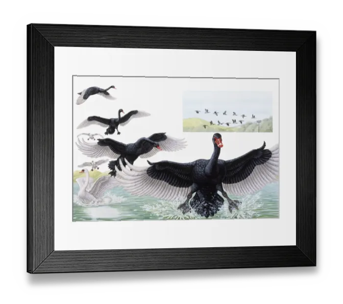 Framed Print : Black Swan (Cygnus atratus), stages of bird in flight preparing to land, and White Swan on water Framed Print : Black Swan (Cygnus atratus), stages of bird in flight preparing to land, and White Swan on water