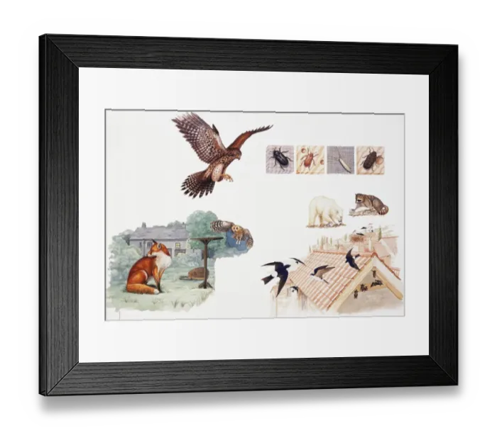Framed Print : Selection of wild animals and insects Framed Print : Selection of wild animals and insects