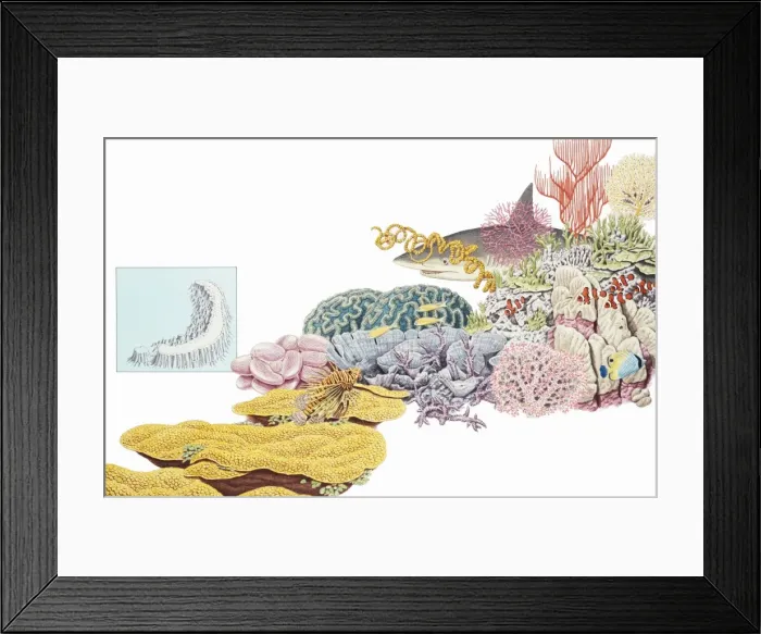Framed Print : Marine fauna and flora
