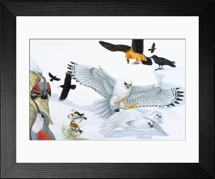 Framed Print : Birds of prey, woodpecker, crows, gulls, and in flight and foraging Framed Print : Birds of prey, woodpecker, crows, gulls, and in flight and foraging