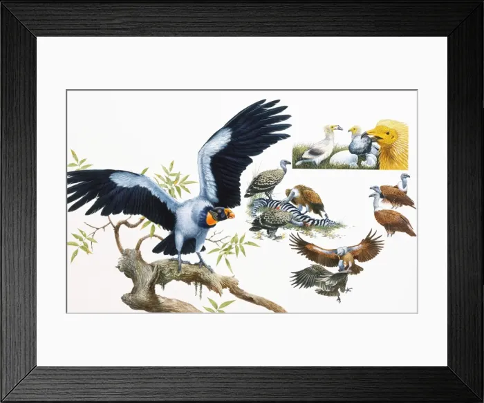 Framed Print : Birds of prey in flight and perched on branch of tree Framed Print : Birds of prey in flight and perched on branch of tree