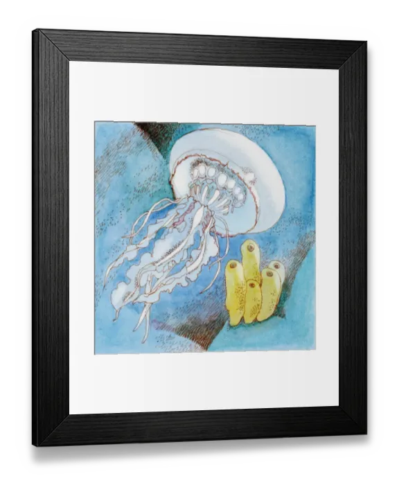 Framed Print : Jelly Fish (Scyphozoa), underwater marine invertebrate Framed Print : Jelly Fish (Scyphozoa), underwater marine invertebrate