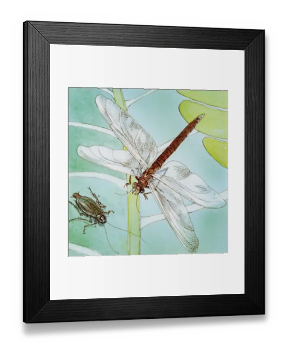 Framed Print : Dragonfly (Anisoptera), on stem of plant, and bug below, elevated view Framed Print : Dragonfly (Anisoptera), on stem of plant, and bug below, elevated view