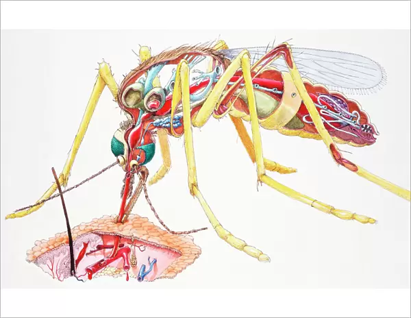 Mosquito (Culicidae), female, internal anatomy, and sucking blood from skin, cross-section