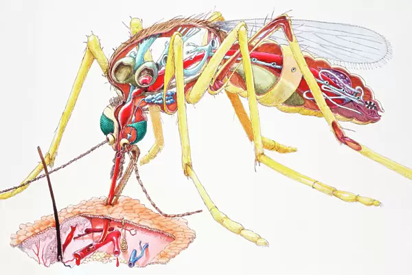 Mosquito (Culicidae), female, internal anatomy, and sucking blood from skin, cross-section