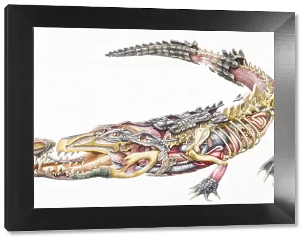 Crocodile (Crocodylidae), internal anatomy, cross-section