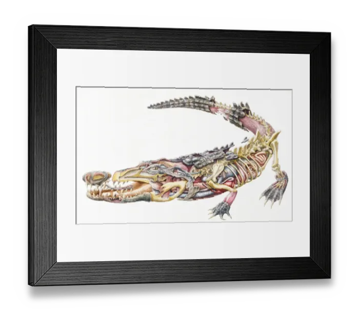 Framed Print : Crocodile (Crocodylidae), internal anatomy, cross-section Framed Print : Crocodile (Crocodylidae), internal anatomy, cross-section