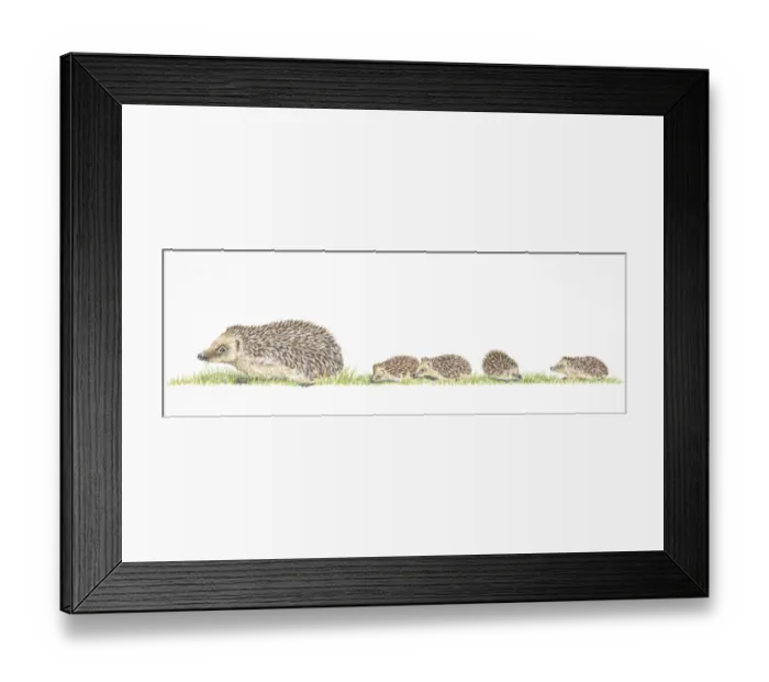 Framed Print : Litter of four baby hedgehogs following mother Framed Print : Litter of four baby hedgehogs following mother