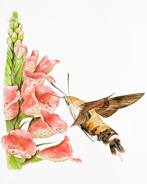 Hummingbird Hawk-moth (Macroglossum stellatarum), feeding on flower using long proboscis