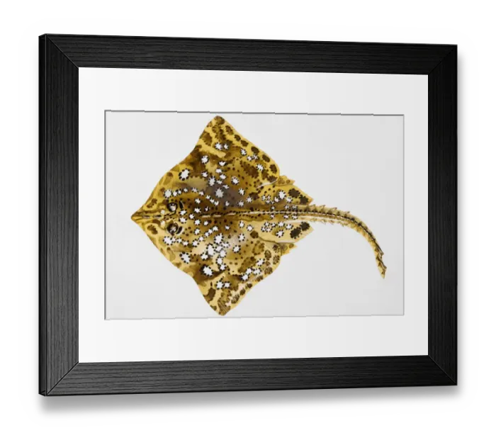Framed Print : Stingray (Dasyatidae) Framed Print : Stingray (Dasyatidae)