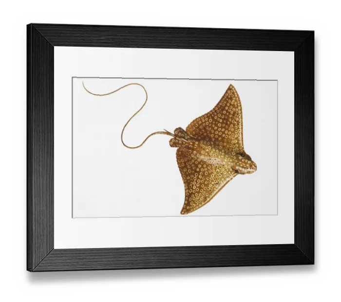 Framed Print : Stingray (Dasyatidae) Framed Print : Stingray (Dasyatidae)