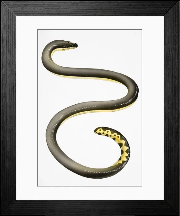 Framed Print : Eel (Anguilliformes), with long, slender body