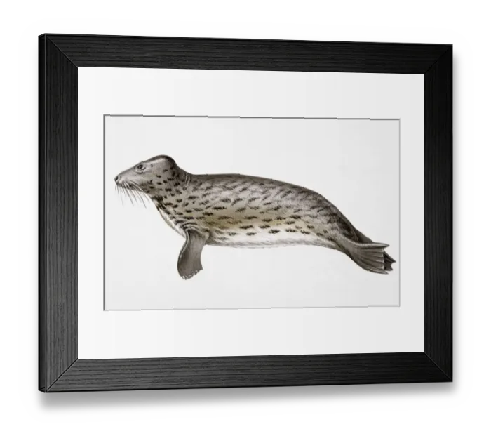 Framed Print : Gray seal (Halichoerus grypus) Framed Print : Gray seal (Halichoerus grypus)