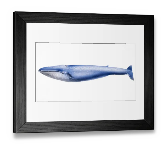 Framed Print : Baleen Whale, showing ventral pleats Framed Print : Baleen Whale, showing ventral pleats