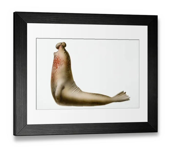Framed Print : Earless Seal, marine mammal with object on nose and blood on neck Framed Print : Earless Seal, marine mammal with object on nose and blood on neck