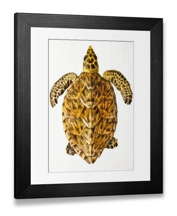 Framed Print : Marine turtle, elevated view Framed Print : Marine turtle, elevated view