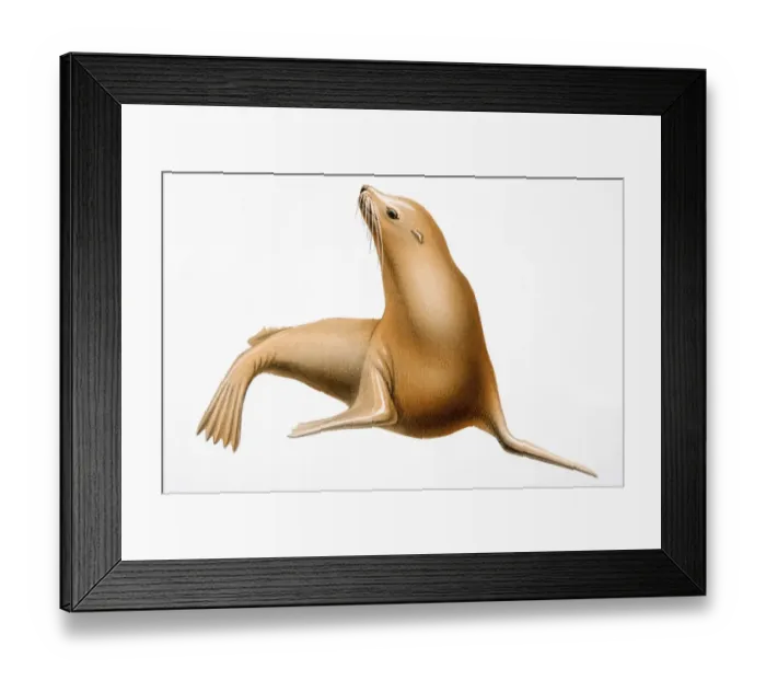 Framed Print : Eared seal, marine mammal Framed Print : Eared seal, marine mammal