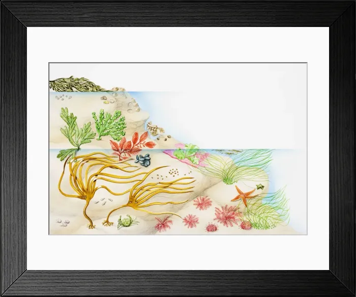 Framed Print : Seaweed, selection of marine benthic algae Framed Print : Seaweed, selection of marine benthic algae