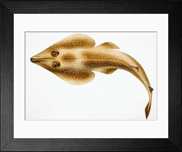 Framed Print : Fish with flat body and speckled skin Framed Print : Fish with flat body and speckled skin