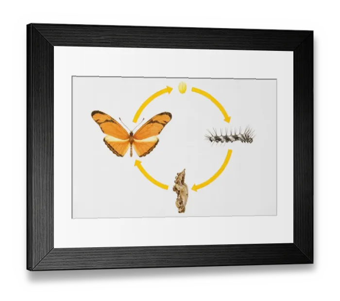 Framed Print : Four stages of ife cycle of butterfly, from egg to adult Framed Print : Four stages of ife cycle of butterfly, from egg to adult