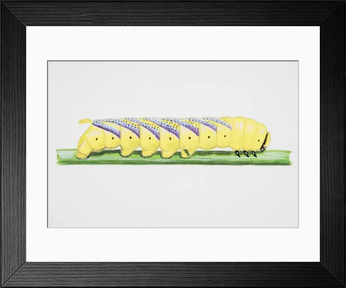 Framed Print : Death s-Head Hawkmoth, caterpillar on narrow stem Framed Print : Death s-Head Hawkmoth, caterpillar on narrow stem