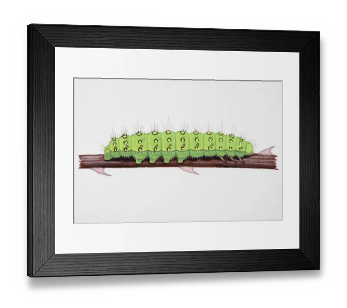 Framed Print : Emperor Moth (Pavonia pavonia), caterpillar on narrow stem Framed Print : Emperor Moth (Pavonia pavonia), caterpillar on narrow stem