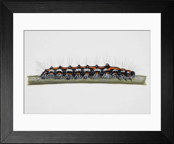Framed Print : Yellow-tail Butterfly, caterpillar on narrow stem Framed Print : Yellow-tail Butterfly, caterpillar on narrow stem
