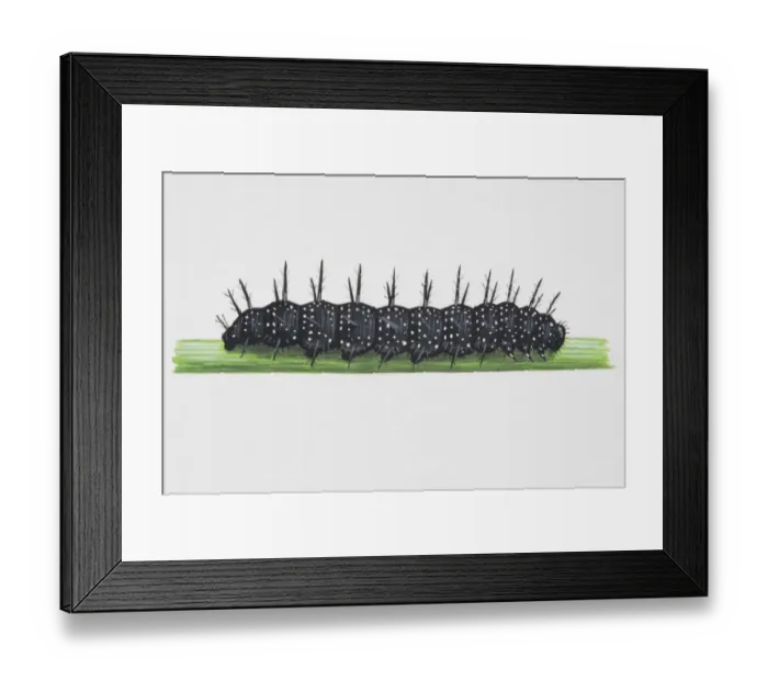Framed Print : European Peacock (Inachis io), hairy caterpillar on narrow Framed Print : European Peacock (Inachis io), hairy caterpillar on narrow
