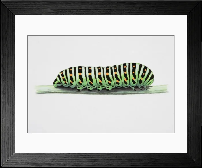 Framed Print : Swallow-tailed Moth (Ourapteryx sambucaria), caterpillar on narrow stem Framed Print : Swallow-tailed Moth (Ourapteryx sambucaria), caterpillar on narrow stem