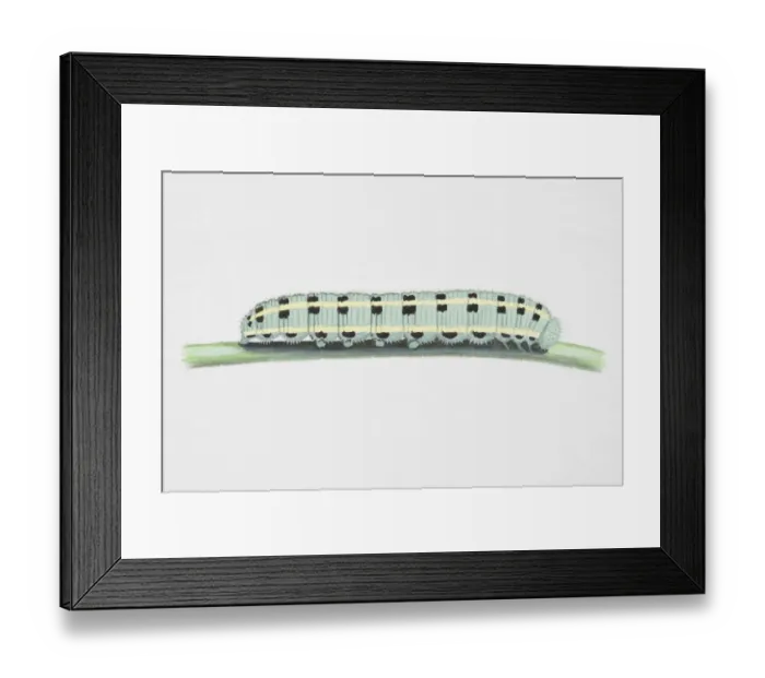 Framed Print : Emperor Moth (Pavonia pavonia), caterpillar Framed Print : Emperor Moth (Pavonia pavonia), caterpillar