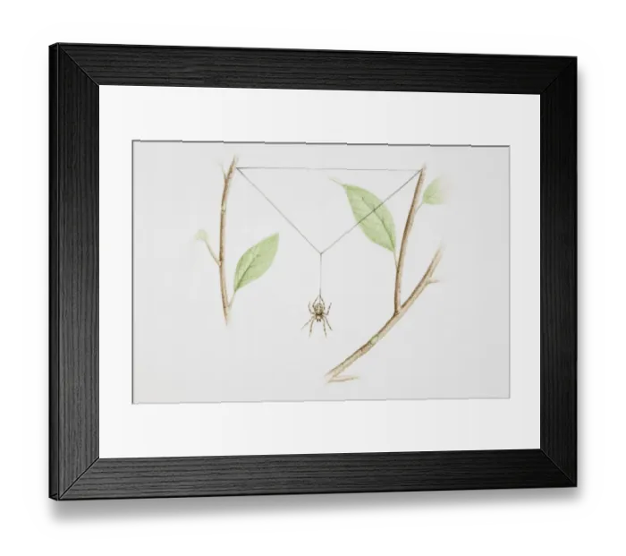 Framed Print : Spider spinning web between twigs Framed Print : Spider spinning web between twigs
