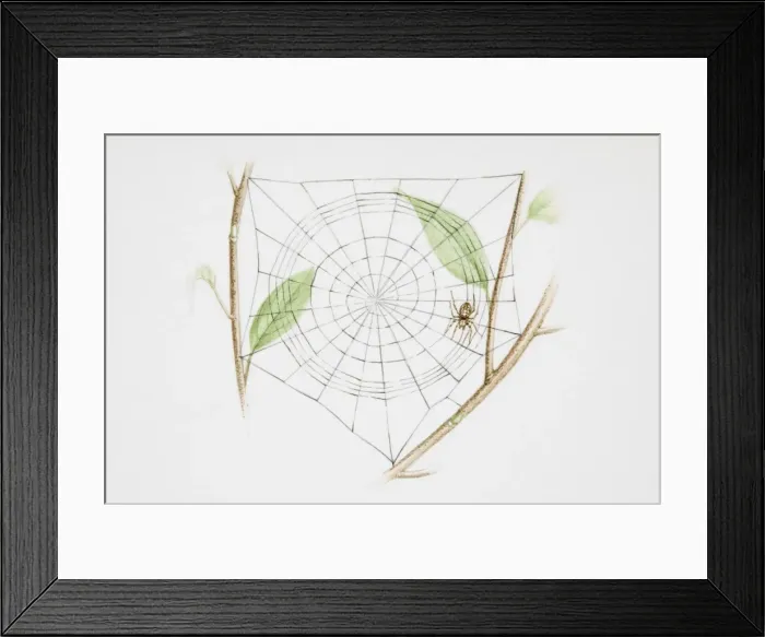 Framed Print : Spider in web, woven between twigs Framed Print : Spider in web, woven between twigs