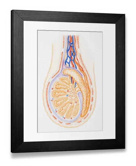 Framed Print : Testis, showing spermatic cord, vas deferens, epididymis and seminiferous tubule, cross-section Framed Print : Testis, showing spermatic cord, vas deferens, epididymis and seminiferous tubule, cross-section