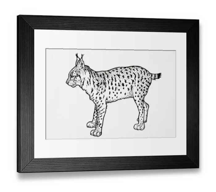 Framed Print : Iberian or Spanish Lynx (Felis pardina), standing Framed Print : Iberian or Spanish Lynx (Felis pardina), standing