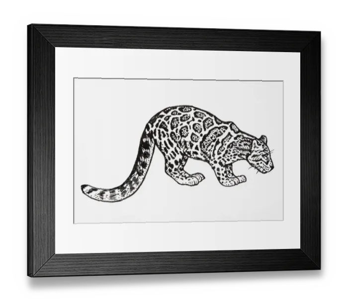 Framed Print : Clouded Leopard (Neofelis nebulosa), standing with head lowered Framed Print : Clouded Leopard (Neofelis nebulosa), standing with head lowered