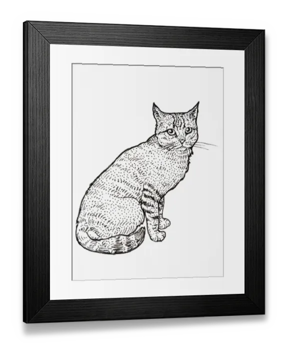 Framed Print : Scottish Wildcat (Felis silvestris grampia), seated Framed Print : Scottish Wildcat (Felis silvestris grampia), seated