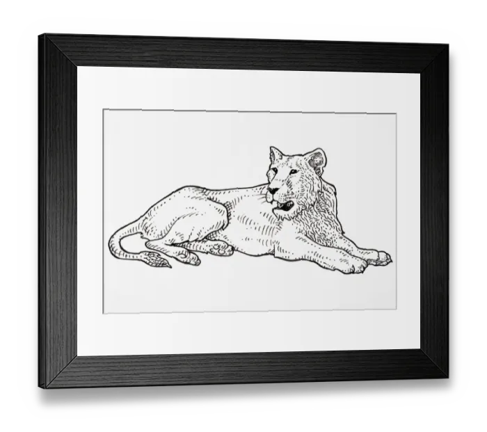 Framed Print : Asiatic Lion (Panthera leo persica), roaring Framed Print : Asiatic Lion (Panthera leo persica), roaring