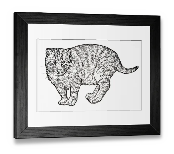 Framed Print : Iriomote Cat (Prionailurus bengalensis iriomotensis or Felis bengalensis iriomotensis or Mayailurus iriomotensis), standing Framed Print : Iriomote Cat (Prionailurus bengalensis iriomotensis or Felis bengalensis iriomotensis or Mayailurus iriomotensis), standing