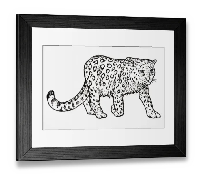 Framed Print : Snow Leopard (Uncia uncia or Panthera uncia), stepping forward, showing patterning on coat Framed Print : Snow Leopard (Uncia uncia or Panthera uncia), stepping forward, showing patterning on coat