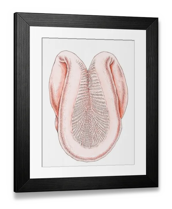 Framed Print : Tongue of cat, curling like ladle to lap up liquid, each papilla pointing backwards, so tongue can be used like rasp Framed Print : Tongue of cat, curling like ladle to lap up liquid, each papilla pointing backwards, so tongue can be used like rasp