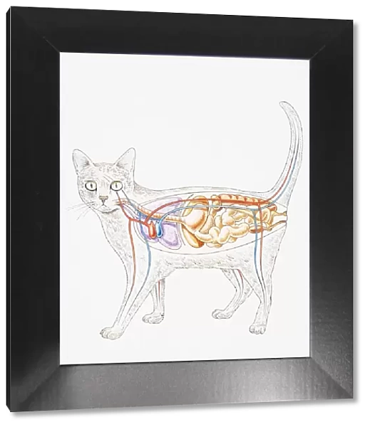 Internal anatomy of domestic cat (Felis catus), showing organs