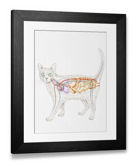 Framed Print : Internal anatomy of domestic cat (Felis catus), showing organs Framed Print : Internal anatomy of domestic cat (Felis catus), showing organs